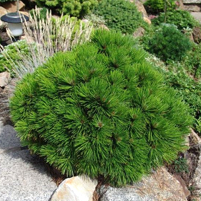 Сосна белокорая боснийская Шмидта  Pinus leucodermis Schmidtii 
